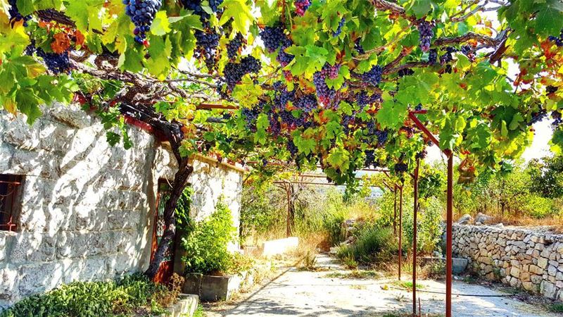  morning  lebanon  livelovelife  home  oldhouse  raisin  green  nature ... (Tannurin At Tahta, Liban-Nord, Lebanon)