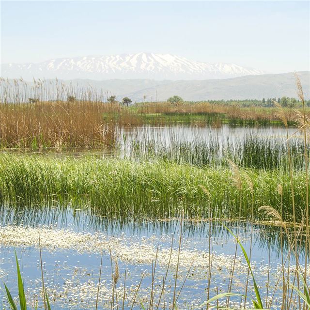 Morning 😊💙............. Lebanon  livlovelebanon ... (`Ammiq, Béqaa, Lebanon)