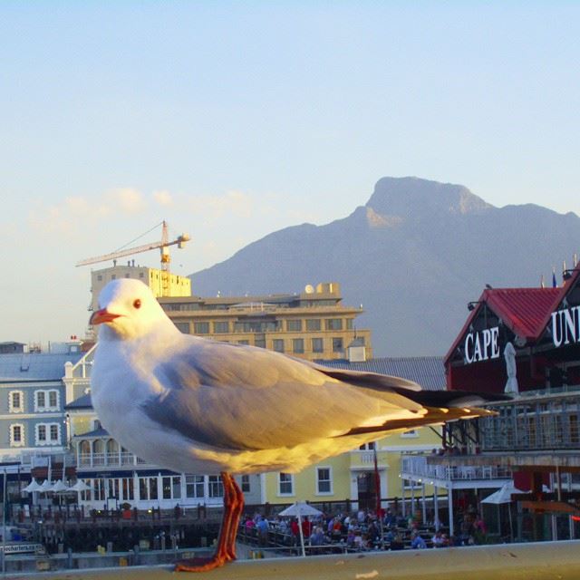Morning little pigeon! Cape_Town  Africa  South_Africa  Table_mountains ...