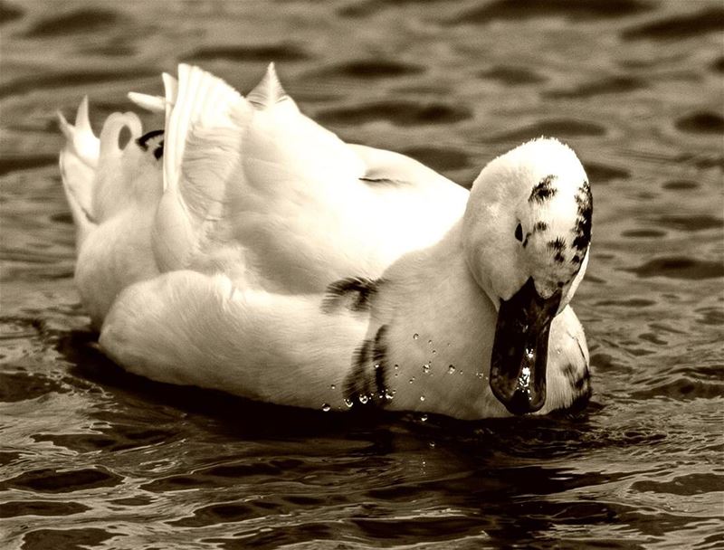 Morning🦆🦆 livelovebaalbeck  livelovelebanon  morning  pics ... (Taanayel Lake)