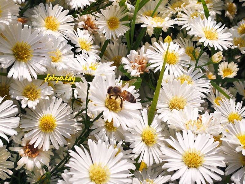  morning monday flowers nature petals flowerstagram flowerpron lebanon... (Hammana)