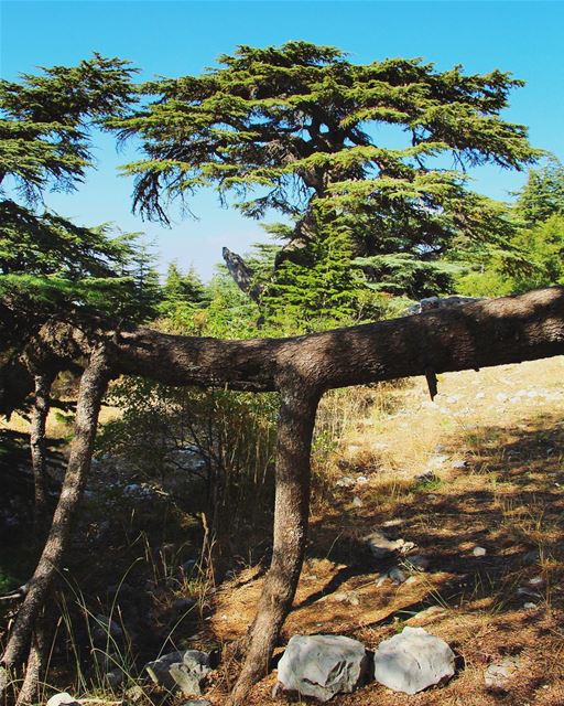 Morning people have a nice day..  lebanon  lebanon_hdr  ig_lebanon ... (Bâroûk, Mont-Liban, Lebanon)