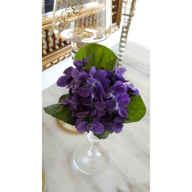  morning  purple  flower  myhome  garden  home  bzebdine  lebanon ...