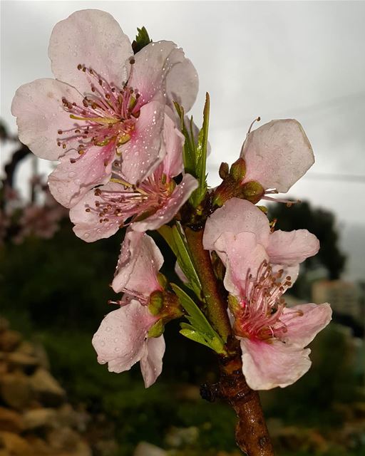  morning  rain  spring  springbreak  nature  natureisbeautiful  livefree ... (Zar`Un, Mont-Liban, Lebanon)