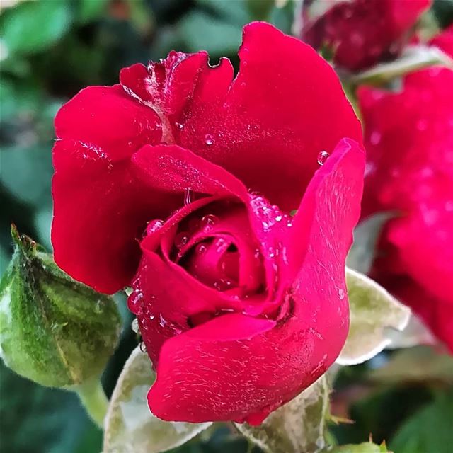  morning  rose  after  rain  tagsforlikes  picoftheday  photooftheday ...
