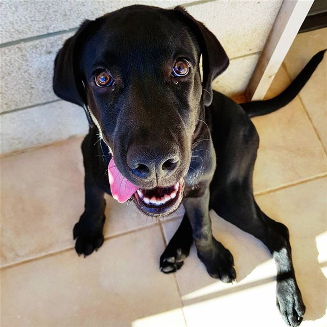 Morning view ❤🐶  EnzoMyBlackLab ...... blacklabrador  labrador ... (Feitroun, Mont-Liban, Lebanon)