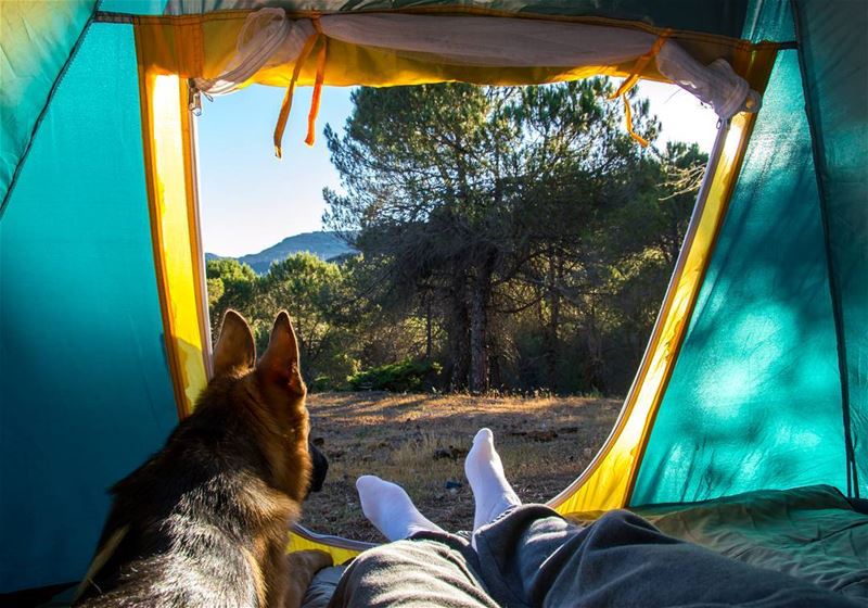 Morning view with Logan 🐶⛺..... morning view dogs dog bestfriend... (Baskinta, Lebanon)