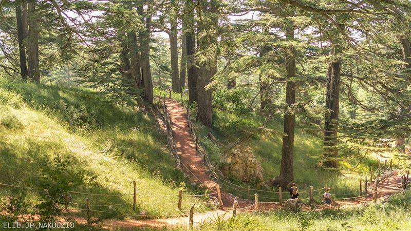 Morning walk.. nikon  naturephotography  photography  picture  green ... (Cedars of God)