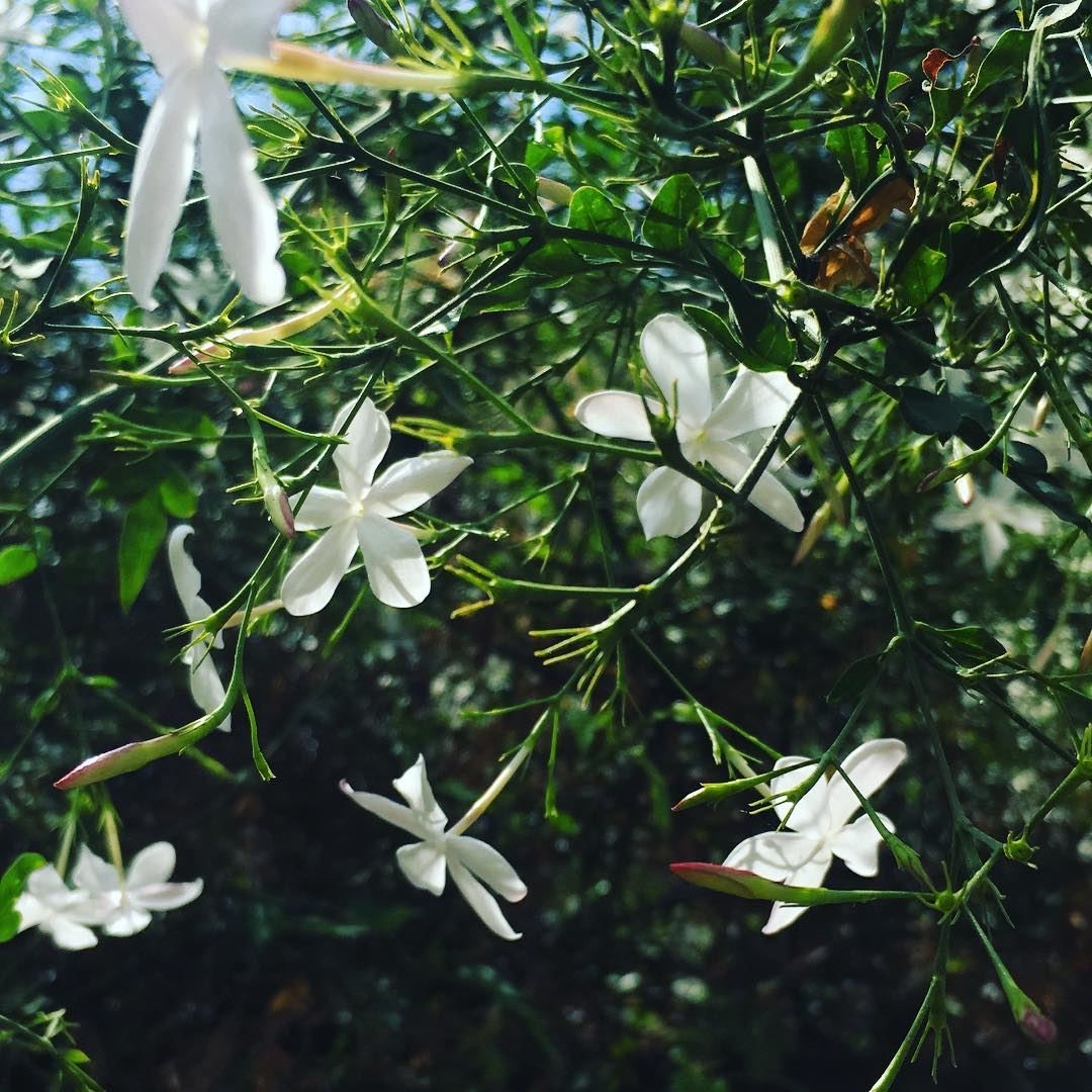  morning  white  jasmine  flower  lebanon  bonjour ...