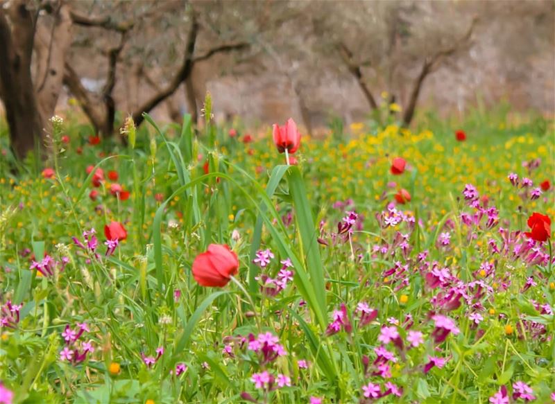 Morningg 🥀🍃⚘☘🌷 .ربيع بينو ❣ ضيعة  ربيع  الكروم... lebanon ... (Beïno, Liban-Nord, Lebanon)