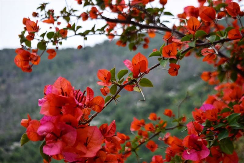  morningvibes 🌸🌸 goodmorning  Lebanon  closeup  nikon  photography ...