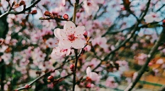 most beautiful🌸🌸🌸🌸 walkthroughsaghbine naturelover nature photography� (Saghbîne, Béqaa, Lebanon)