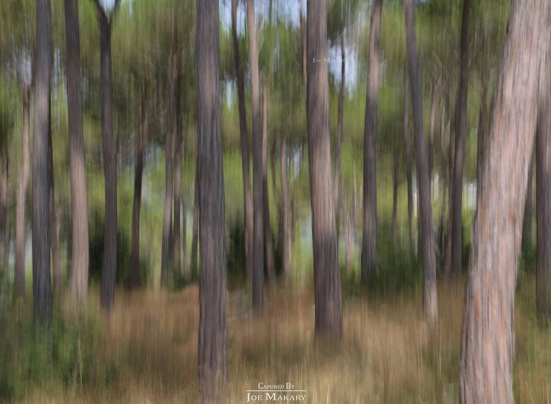  motionblur  longexposure  nophotoshop  blur  trees  forest  nature ...