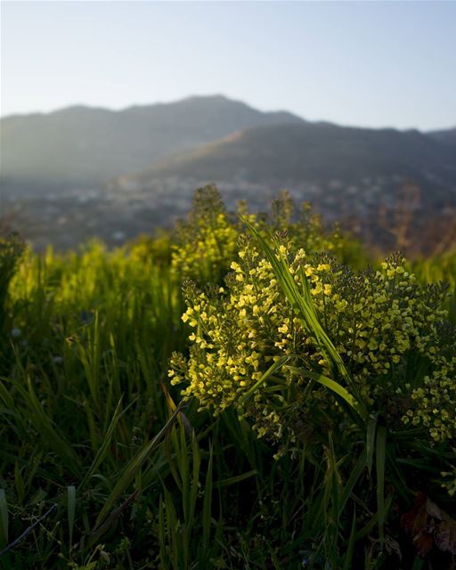 Mountain farm... (Lebanon)