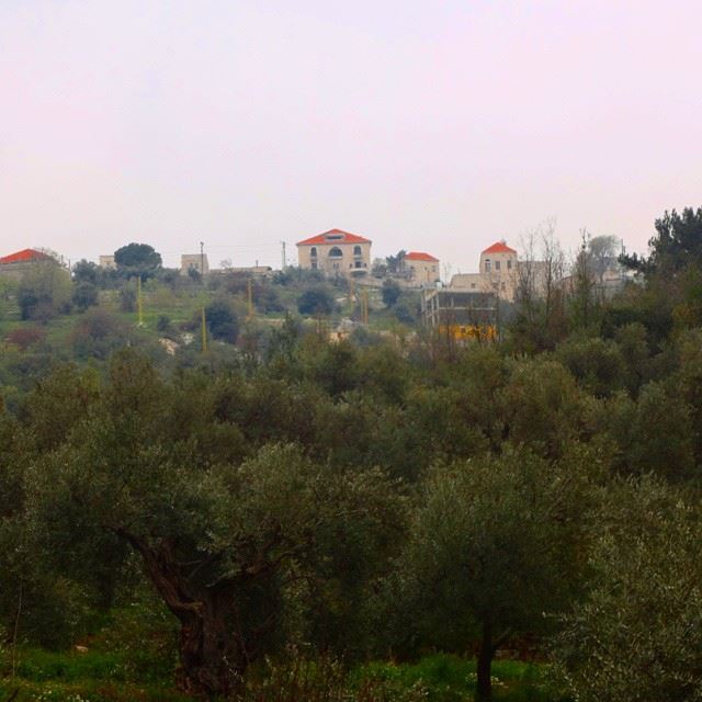 mountain natureshots olivetrees redbricks oldhouses