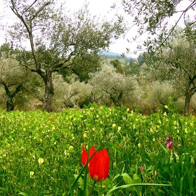 mountain olivetrees garden orchard natureshots coquelicot paradiseflowers springspirit discoverlebanon loves_lebanon