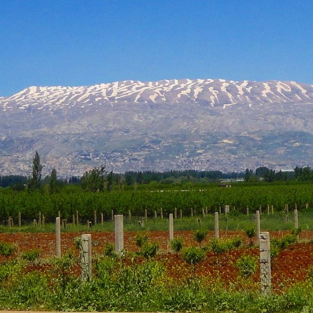 mountain snow plainspringmomentsverdure (Anjar)