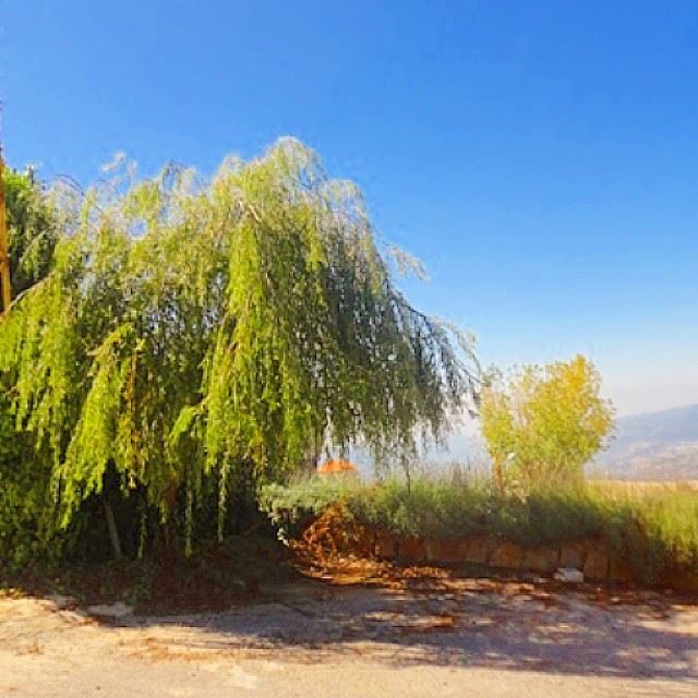 mountain trees