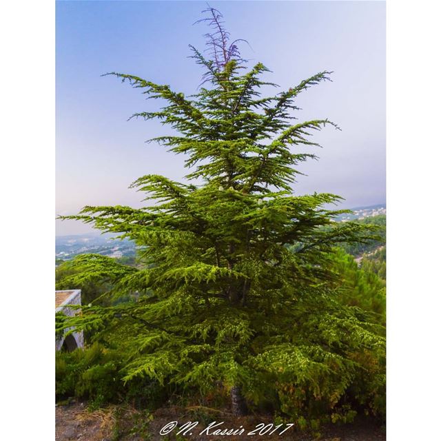  mountains  cedar  trees  sky  horizon  ig_great_shots ... (Annâya, Mont-Liban, Lebanon)
