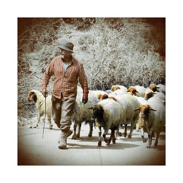 Mr seguin & his lebanese sheeps. lebanese  Lebanon  herd  sheperd ...