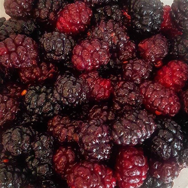  Mulberry trees feed silk worms. The silk industry once generated at least... (Bechmezzîne, Liban-Nord, Lebanon)