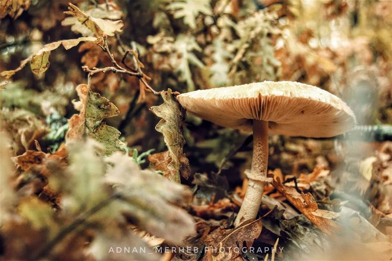 Mushroom 🍄 😍Autumn ❤️🍂🍁 fall  autumn  leaves  socialsteeze  falltime ... (Akkar)