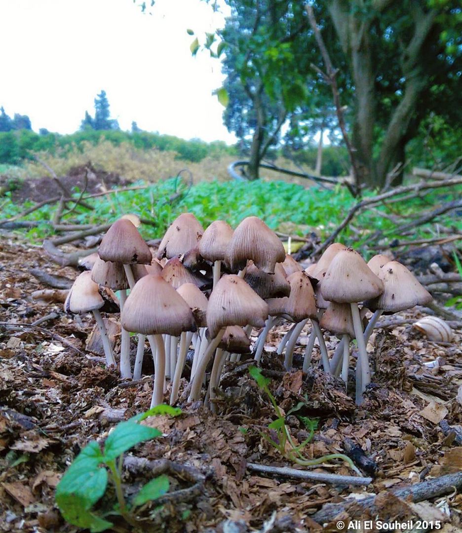  mushroom  closeup ... (Khorbet L Dweir)