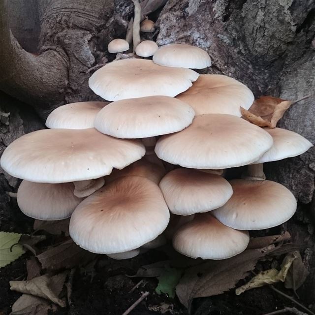  mushroom hiking hikinglebanon picoftheday thehikingcalender parasites...