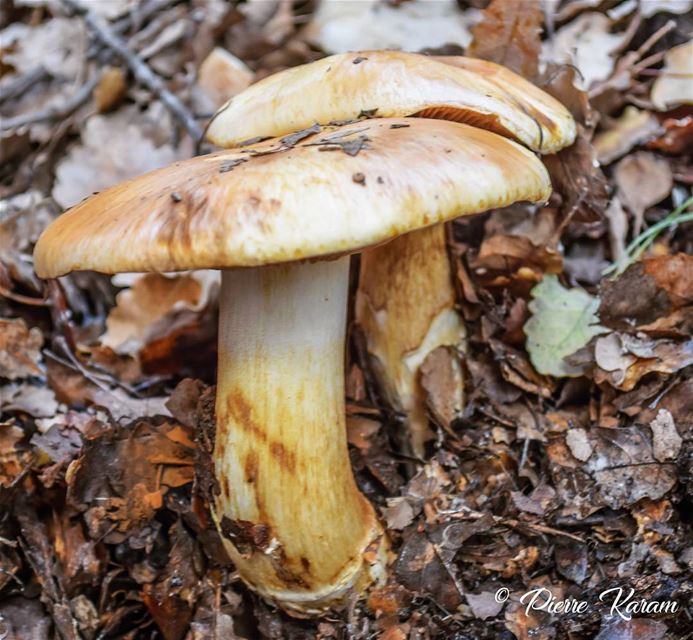 Mushrooms in the wilds morning  hike lebanese  mountains  winter ...