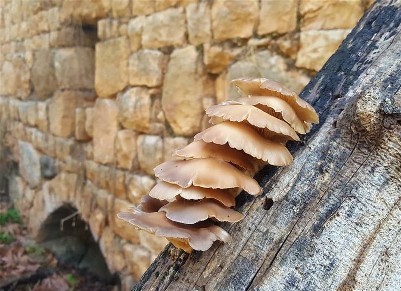  mushrooms  parasites  lebanon  lebanoninapicture  lebanontourism  hiking ...