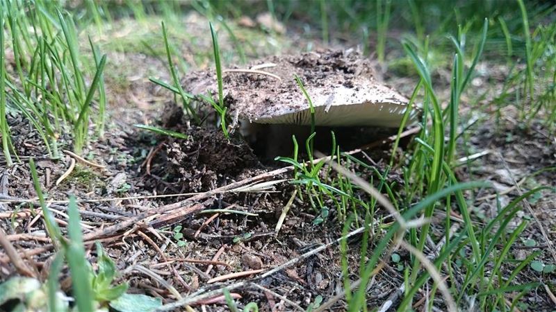  mushrooms wild nature photography forest northlebanon hikingday green...