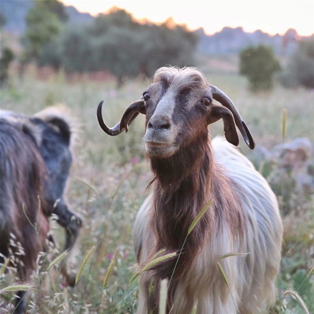 My  attitude is based on how you  treat me 🐐• lebanon  beirut  batroun ...