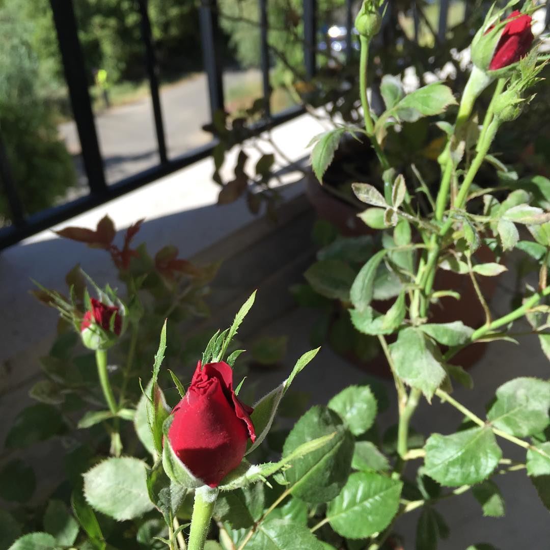 My Baby Rose is Blooming again 😊 where Flowers Bloom so does Hope❤️...