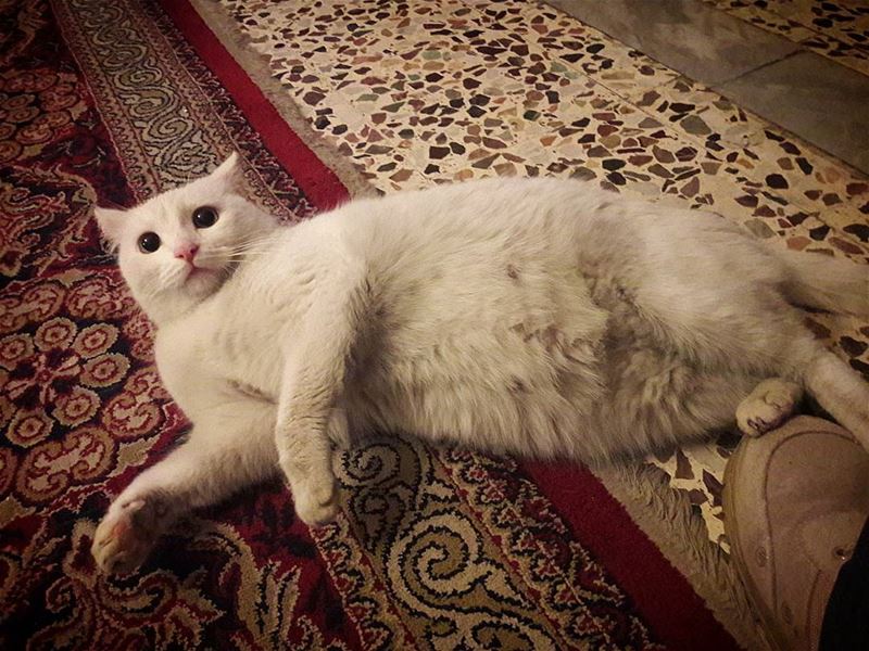 My cat thought she swallowed the red dot !!😜 instagram  insta ...