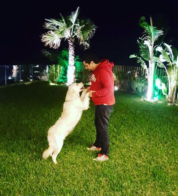 My Champ 😀 lebanon  batroun  home   mychamp  dog  goldenretriever  dogs ... (Batroûn)