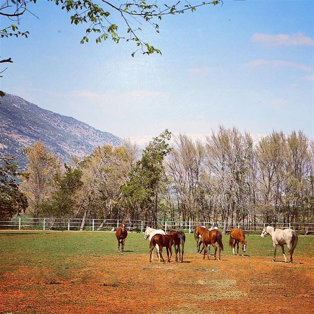 My Dream Farm 🌌 🐴 tb  ammiq  westbekaa  bekaavalley  farm  dream ... (`Ammiq, Béqaa, Lebanon)