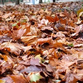 My favorite color is October lebanon  lebanon_pictures  ig_lebanon ... (Sawfar, Mont-Liban, Lebanon)