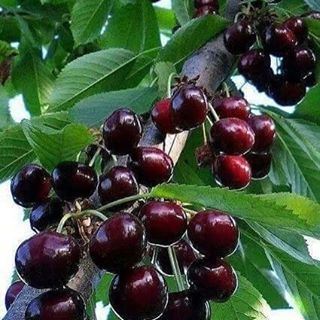 " My Favorite Fruit Cherriesssss..." akkoura whatsuplebanon livelovebeirut... (Akoura, Mont-Liban, Lebanon)
