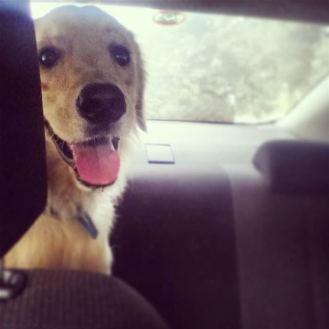 my favorite passenger ♡ 🐾 Woody  hellooo  ilovemydog  cute  eyes  nose ...