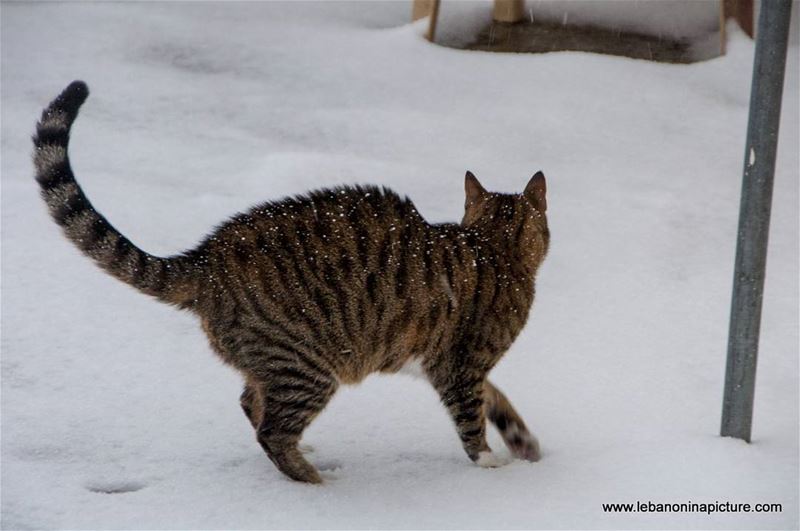 My first steps on snow...lebanoninapicture lebanontimes lebanon... (Yaroun - South Lebanon)