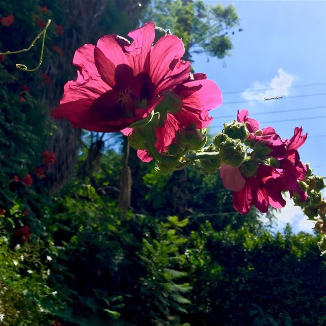  my garden  colors  flowers ...