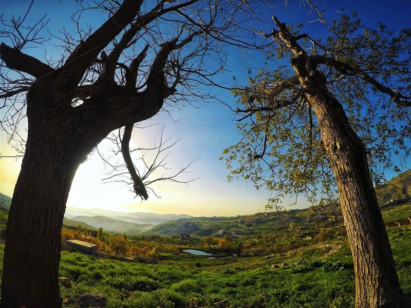 My  getaway for this afternoon was btw these 2  trees 🌳 livelovebaskinta... (Qanat Bakish, Mont-Liban, Lebanon)