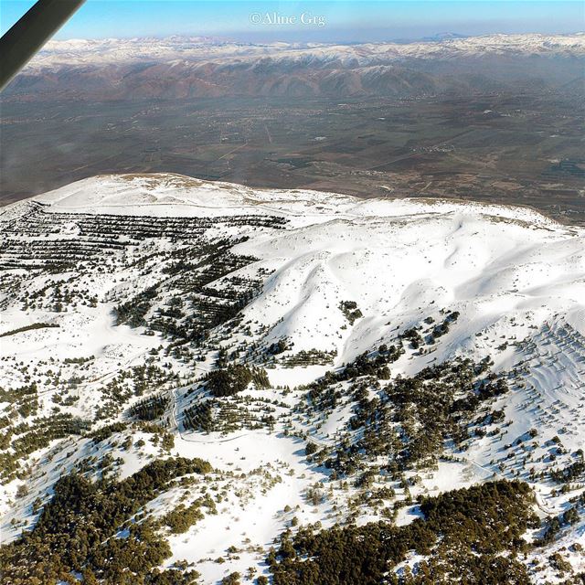 [My Heaven] 🌲 abovelebanon  barouk  mountain  cedars  wild  forest ... (Arz el Bâroûk)