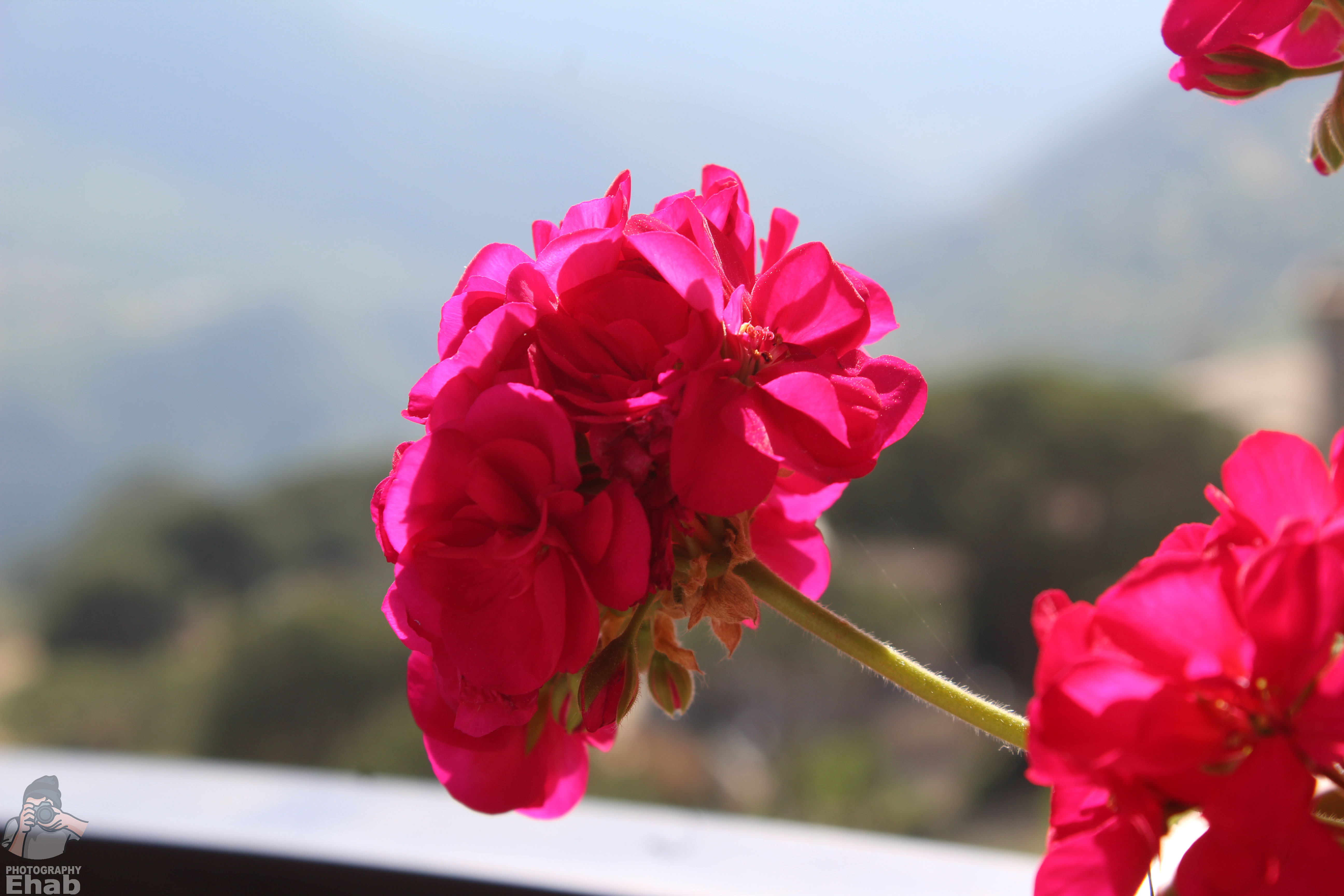 My Home Flower