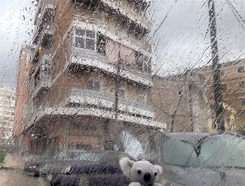 My Koala loves the rain 💦💦💦  Koala  Cute  Doll in my  Car  Tripoli ... (ابي سمراء)