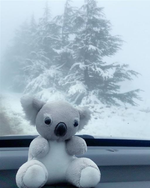 My Koala loves the snow ❄🐨❄  AlArz  Cedars  Bsharri  Lebanon  Lebanese  ... (Bcharré, Liban-Nord, Lebanon)