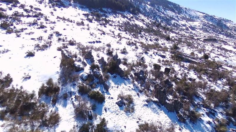 My lebanon 🇱🇧  mountain  lebanon  forest  tree  wildlebanon  wilderness ... (Zaarour)