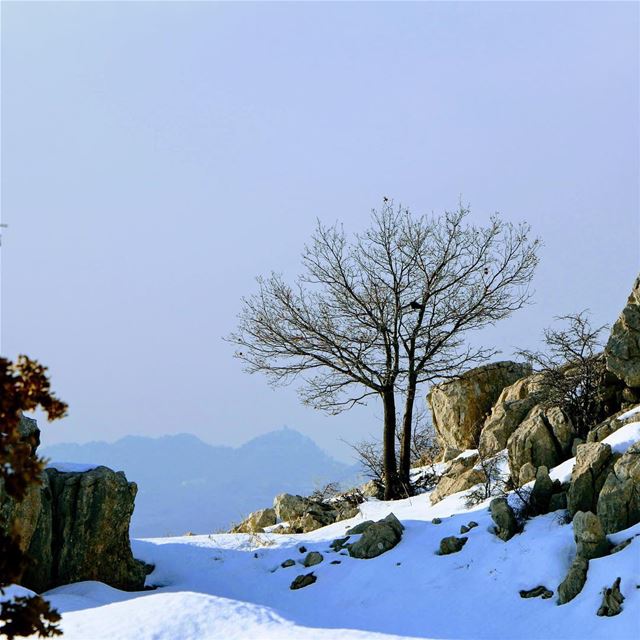 My lebanon 🇱🇧  mountain  lebanon  forest  tree  wildlebanon  wilderness ... (Faqra Villlage)