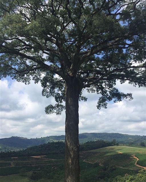 My lebanon 🇱🇧  mountain  lebanon  forest  tree  wildlebanon  wilderness ... (Lebanon)