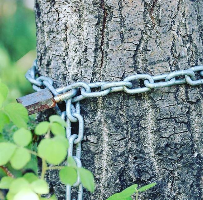 My lebanon 🇱🇧  mountain  lebanon  forest  tree  wildlebanon  wilderness ... (Zouk Mikael)